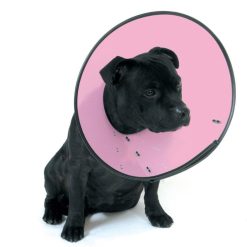 Smart Recovery Collar / Cone Size 1 Small