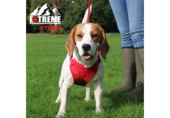 Extreme Hybrid Harness Poppy Red L