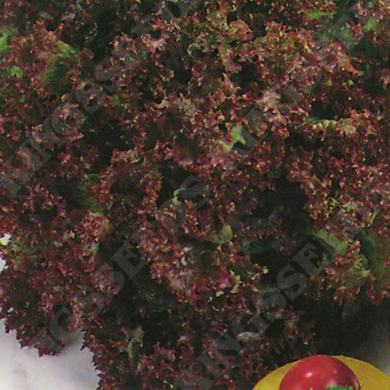 Lettuce Lollo Rossa
