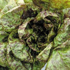Lettuce Freckles