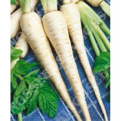 PARSNIP TENDER AND TRUE SEEDS