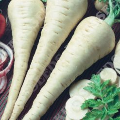 PARSNIP GLADIATOR F1 SEEDS