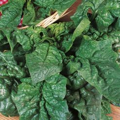 SPINACH GIANT WINTER SEEDS