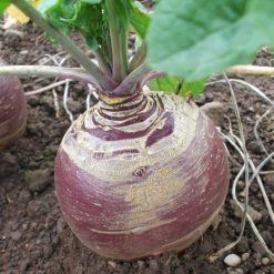 SWEDE MARIAN SEEDS