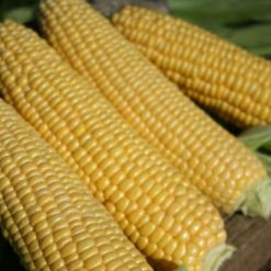 SWEET CORN SWIFT F1 SEEDS