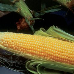 SWEET CORN INCREDIBLE F1 SEEDS