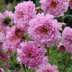 COSMOS ROSE BON BON SEEDS