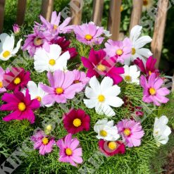 COSMOS CANDY FLOSS MIXED SEEDS