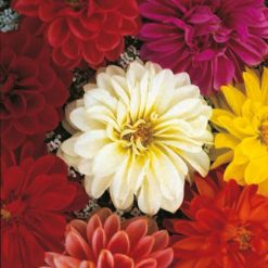DAHLIA UNWIN DWARF SEEDS