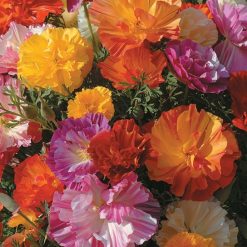 ESCHSCHOLZIA JELLY BEANS SEEDS