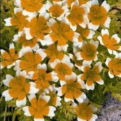 LIMNANTHES DOUGLASII SEEDS
