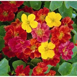 NASTURTIUM JEWEL MIXED SEEDS