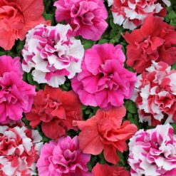 PETUNIA BONANZA MIXED F1 SEEDS