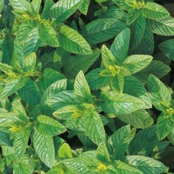 HERB MINT GREEN SEEDS