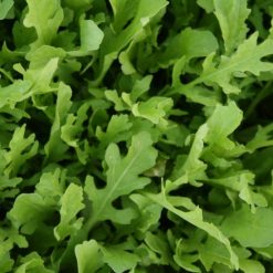 SALAD LEAF ROCKET ASTRA SEEDS