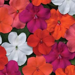 IMPATIENS BEACON SELECT MIXED F1 SEEDS