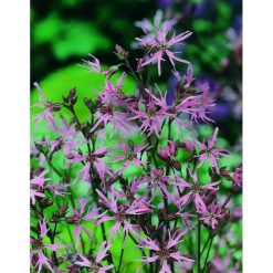 WILD FLOWER RAGGED ROBIN SEEDS