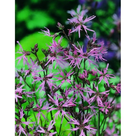 WILD FLOWER RAGGED ROBIN SEEDS