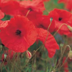 WILD FLOWER POPPY FIELD SEEDS