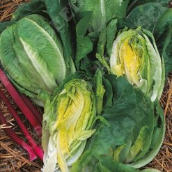 LETTUCE LITTLE GEM COS RHS AGM SEEDS