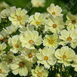 COSMOS XANTHOS SEEDS