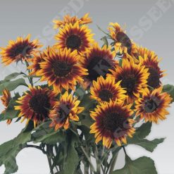 SUNFLOWER RING OF FIRE SEEDS