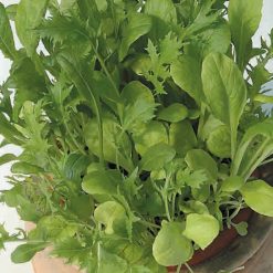 SALAD LEAF MIXED ORIENTAL LEAVES SEEDS