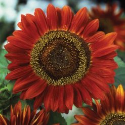 SUNFLOWER RED SUN SEEDS
