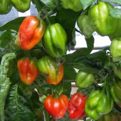 PEPPER CHILLI SCOTCH BONNET RED SEEDS