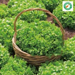LETTUCE SALAD BOWL GREEN RHS AGM SEEDS