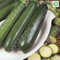 COURGETTE ALL GREEN BUSH SEEDS