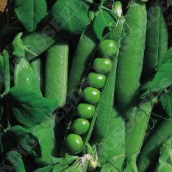 PEA EARLY ONWARD SEEDS