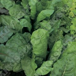 LEAF BEET PERPETUAL SPINACH RHS AGM SEEDS