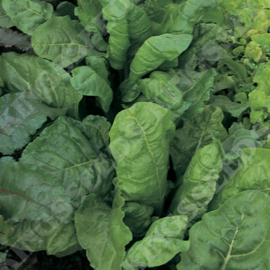 LEAF BEET PERPETUAL SPINACH RHS AGM SEEDS