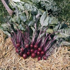 BEETROOT PABLO F1 RHS AGM SEEDS
