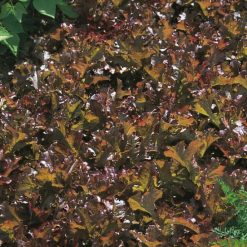 LETTUCE RED SALAD BOWL RHS AGM SEEDS