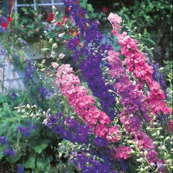 LARKSPUR SUBLIME MIXED SEEDS