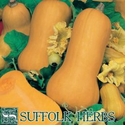 SQUASH WINTER BUTTERNUT WALTHAM BUTTERNUT SEEDS