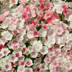 PHLOX BLUSHING BRIDE SEEDS