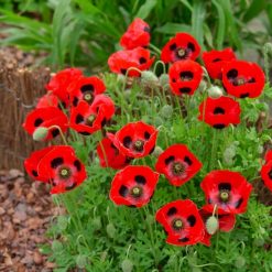 POPPY LADYBIRD SEEDS