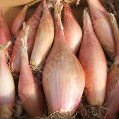 SHALLOT (BANANA) ZEBRUNE SEEDS