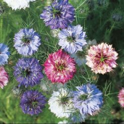 NIGELLA PERSIAN JEWELS SEEDS
