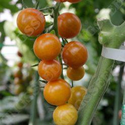 TOMATO SUNGOLD F1 SEEDS