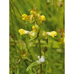 WILD FLOWER YELLOW RATTLE SEEDS