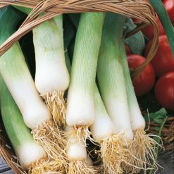 LEEK MUSSELBURGH SEEDS