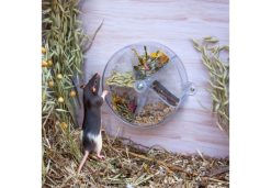 Small Animal Foraging Puzzle