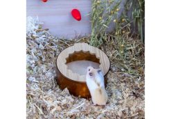 Small Animal Sand Bath & Dig Box